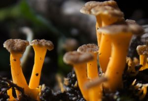 Stolta sträcker de små liven sig upp mot himlen