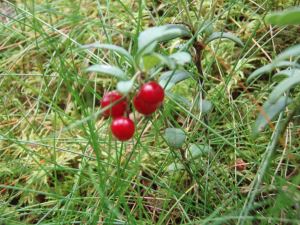 Vackert röda om kinderna