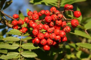 En rönnbärsklase på hösten.