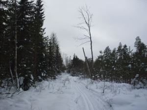 Det 35 km långa skidspåret i fäbodaskogarna / Jakobstad.