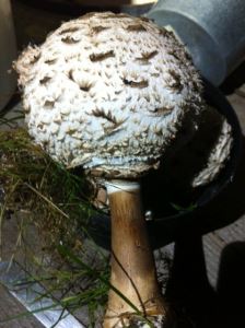 Vad är detta för svamp, den är cirka 10 cm i diameter rund som en kula