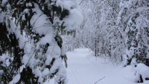 Vy från Fäbodaskogarna.