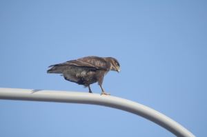 Osäker på denna?Nån som vet?