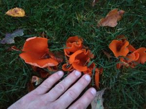 Gjorde gräsmatta av 2m tjock vit lera  och nu 2 år senare dök dessa svampar upp i gräsmattan.