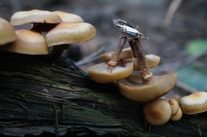Kuehneromyces mutabilis - Föränderlig tofsskivling
