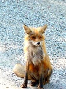 Räven kom fram ur skogen och gick fram och tittade in i bilen.