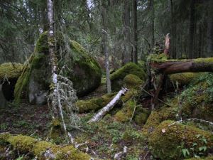 Tätbevuxen urskog.