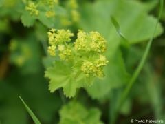 Alchemilla vulgaris