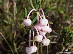 Andromeda polifolia