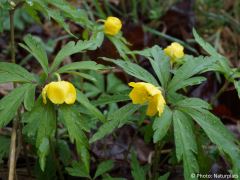 Anemone ranunculoides