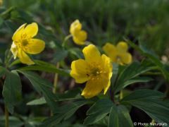 Anemone ranunculoides