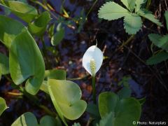 Calla palustris