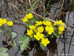 Caltha palustris