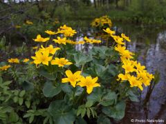 Caltha palustris