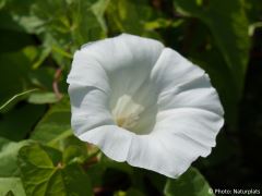 Calystegia sepium