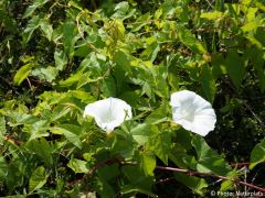 Calystegia sepium