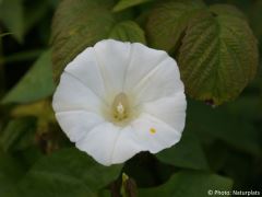 Calystegia sepium