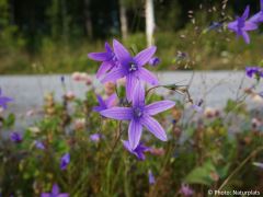 Campanula patula