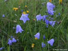 Campanula rotundifolia