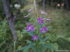 Chamaenerion angustifolium