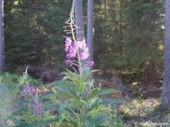 Chamaenerion angustifolium