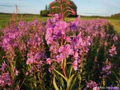 Chamaenerion angustifolium