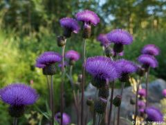 Cirsium heterophyllum