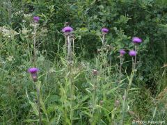 Cirsium heterophyllum