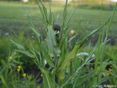 Cirsium heterophyllum