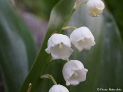 Convallaria majalis