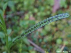 Dactylorhiza maculata