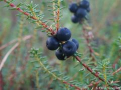 Empetrum nigrum