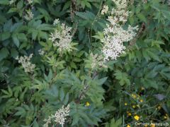 Filipendula ulmaria