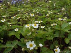 Fragaria vesca