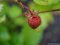Fragaria vesca