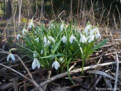 Galanthus nivalis