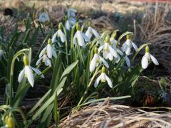Galanthus nivalis