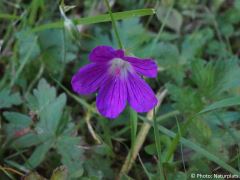 Geranium sylvaticum