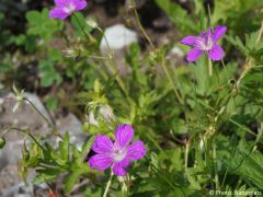 Geranium sylvaticum
