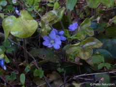 Hepatica nobilis