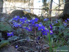 Hepatica nobilis
