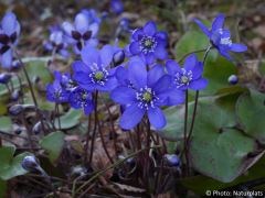 Hepatica nobilis