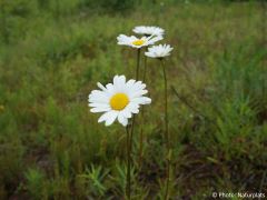 Leucanthemum vulgare