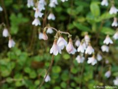 Linnaea borealis