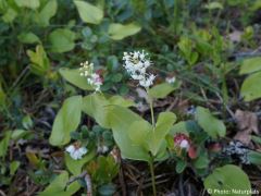 Maianthemum bifolium