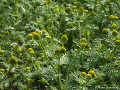 Matricaria discoidea