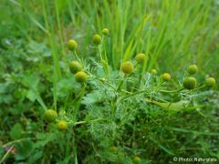 Matricaria discoidea