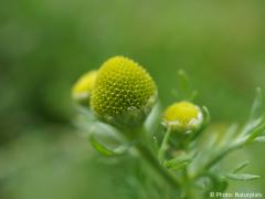 Matricaria discoidea
