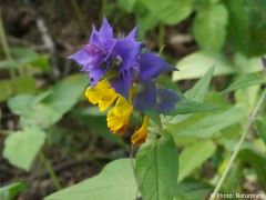 Melampyrum nemorosum