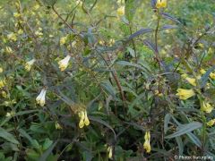 Melampyrum sylvaticum